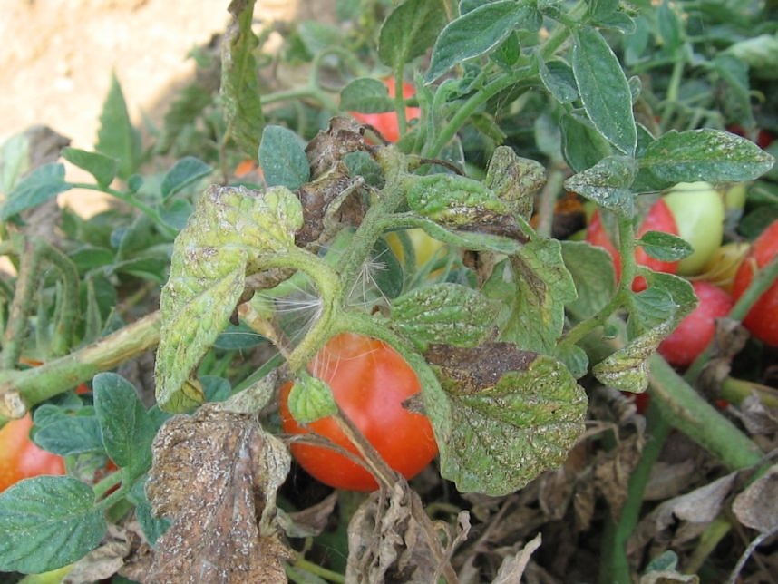 red spider mites on tomato plants