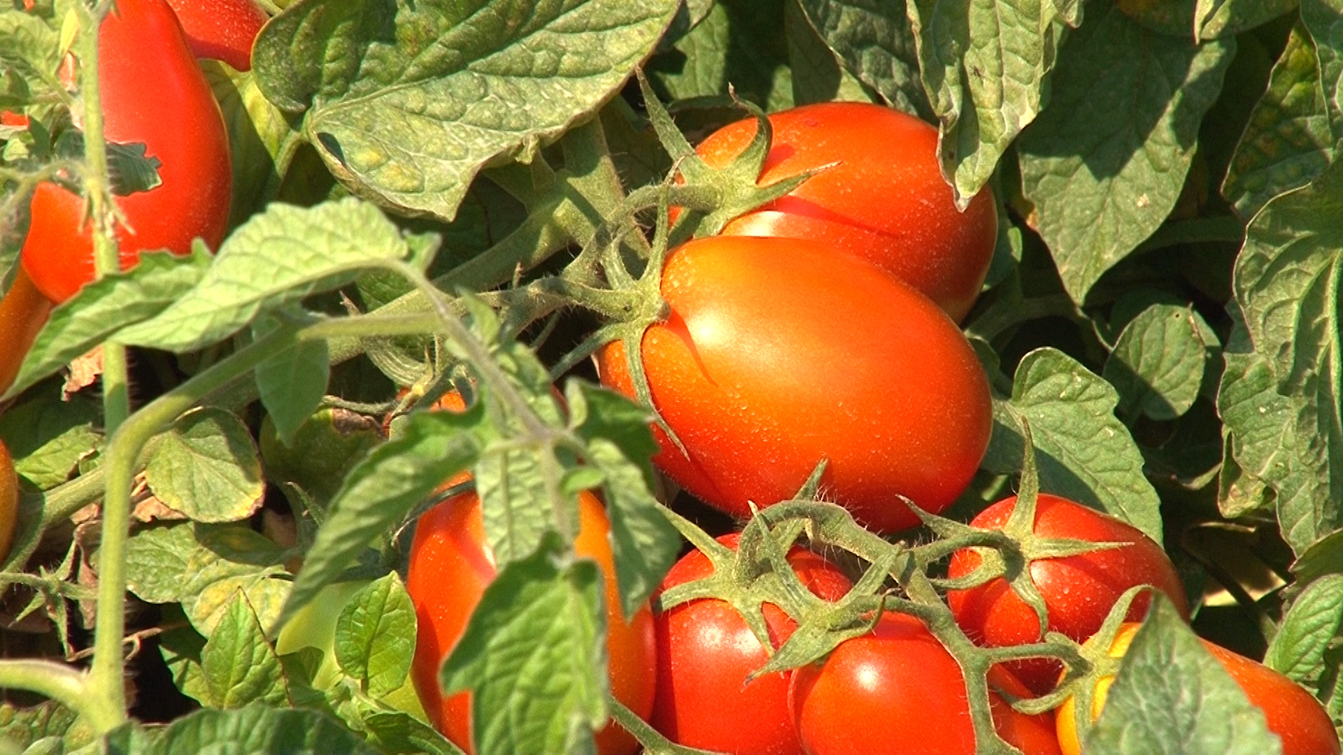 05_TOMATO_DETAIL3