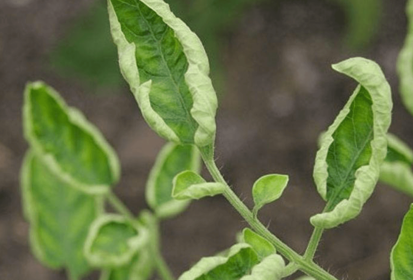 TYLCREV: A New Tomato Virus Emerges from the Indian Ocean